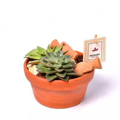 Сбор Эхеверия пурпурная