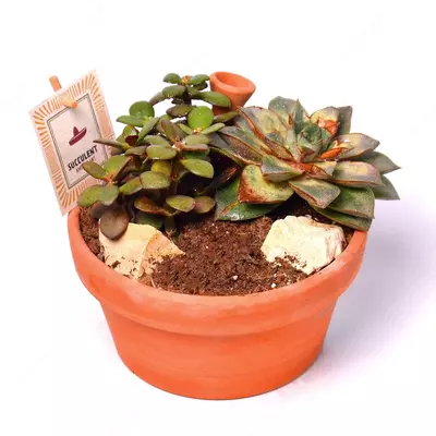 эхеверия агавовидная