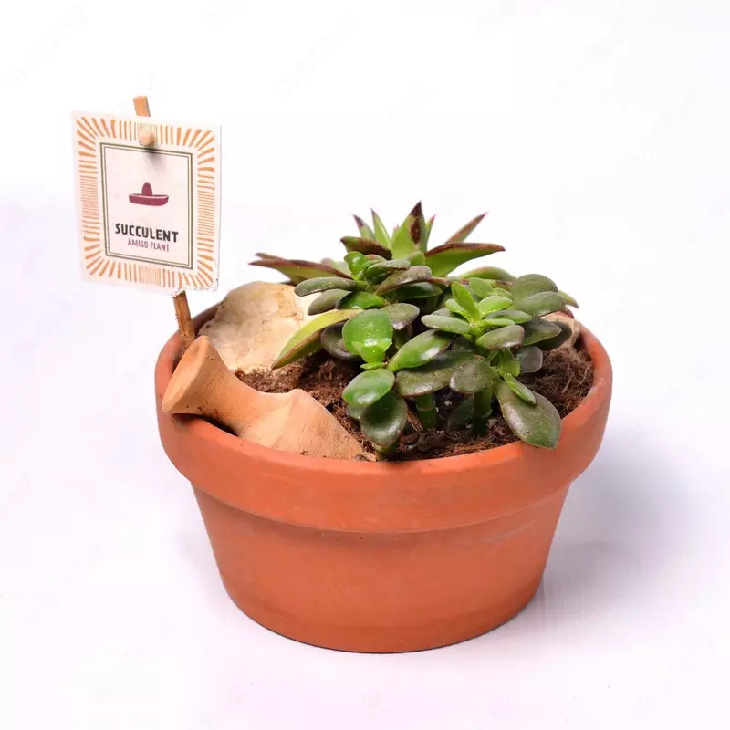 Крассула малая овата.