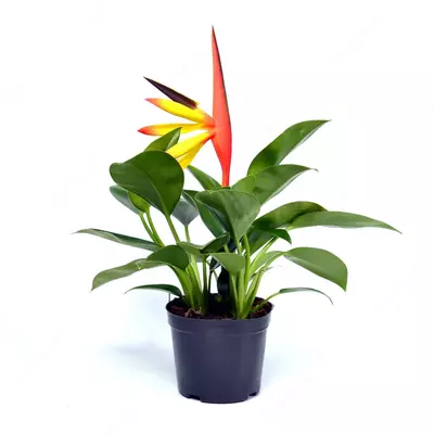 Стрелиция регинае 20-25 см.