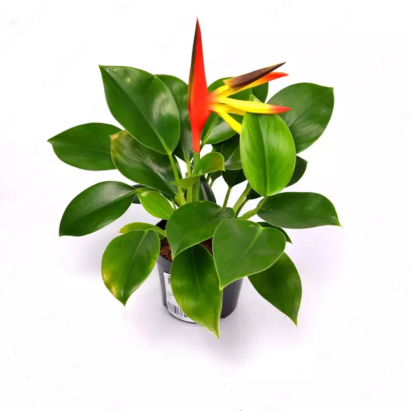 Стрелиция регинае 20-25 см. - 81 000 сум