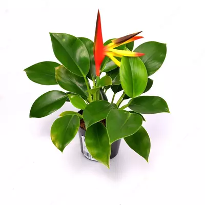 Стрелиция регинае 20-25 см. - 81 000 сум / шт.