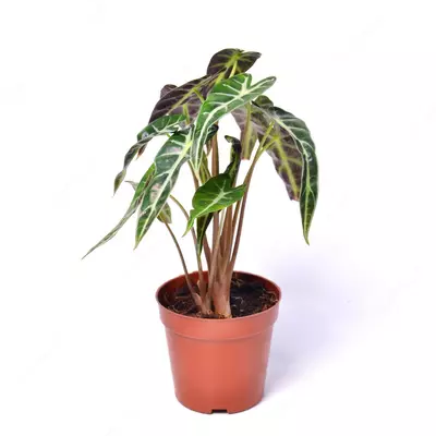 Алоказия Лонгилоба МИК 25-30 см.