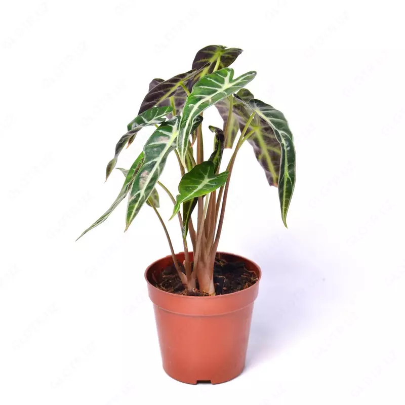 Алоказия Лонгилоба МИК 25-30 см.