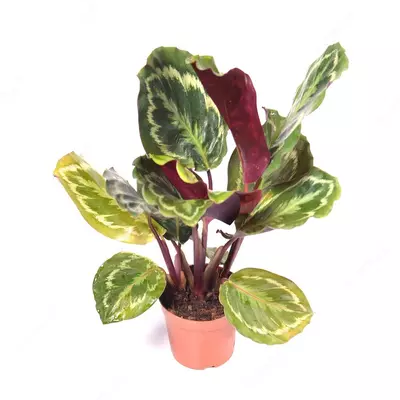 Геоппертия Росеопикта 15-20 см.