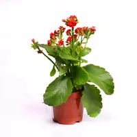 Каланхое блоссфельдиана поелн цветущий 15-20 см.