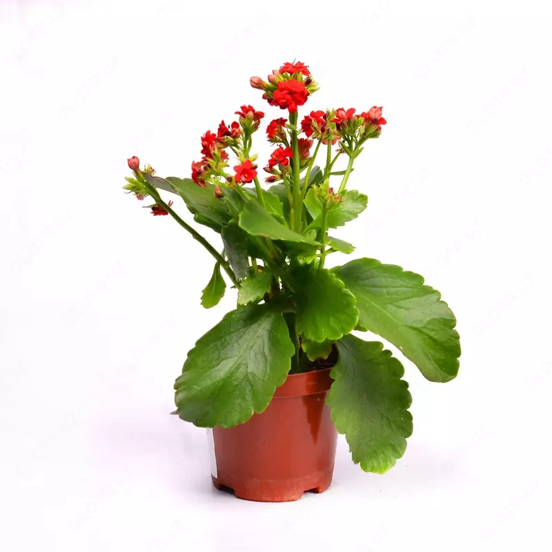 Каланхое блоссфельдиана поелн цветущий 15-20 см.