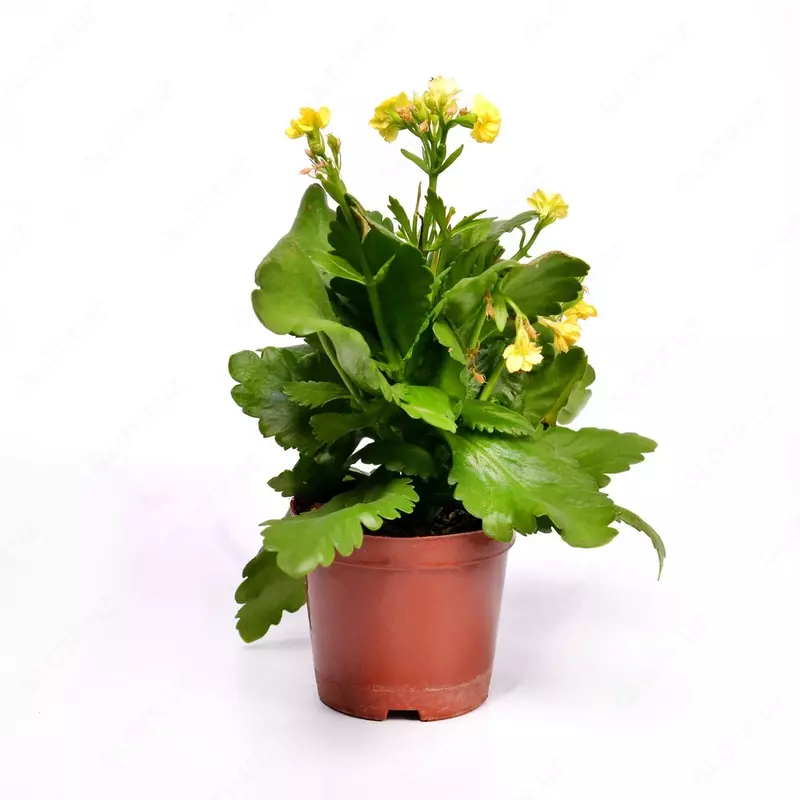 Каланхое блоссфельдиана поелн цветущий 15-20 см. - 48 000 сум