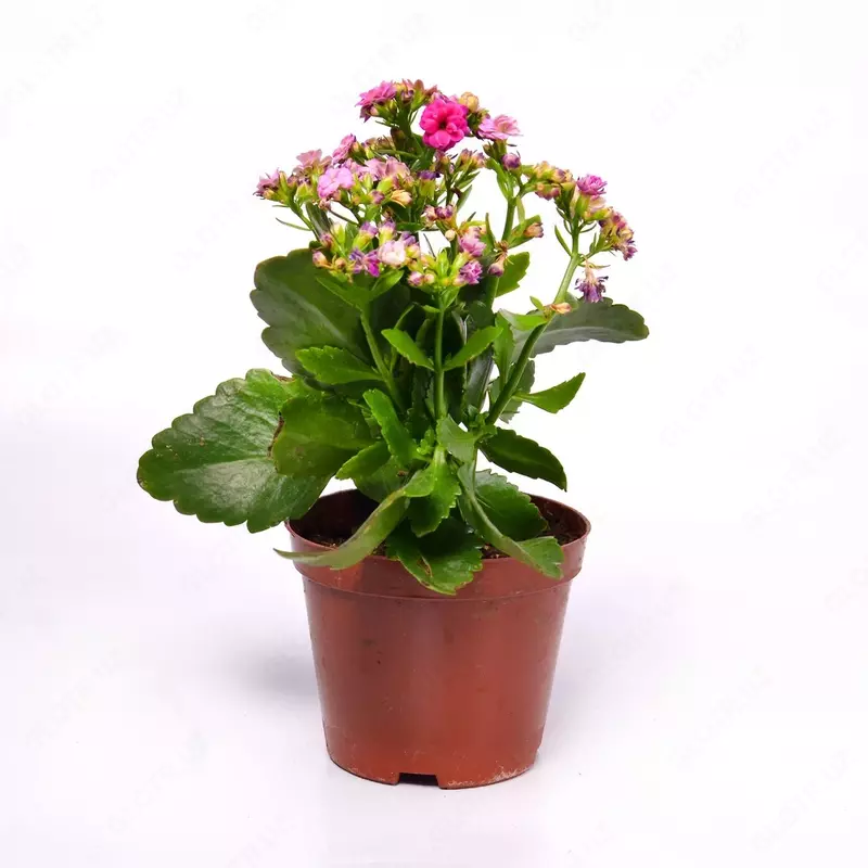 48 000 сум Каланхое блоссфельдиана поелн цветущий 15-20 см.