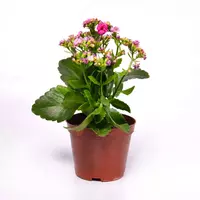 48 000 сум Каланхое блоссфельдиана поелн цветущий 15-20 см.