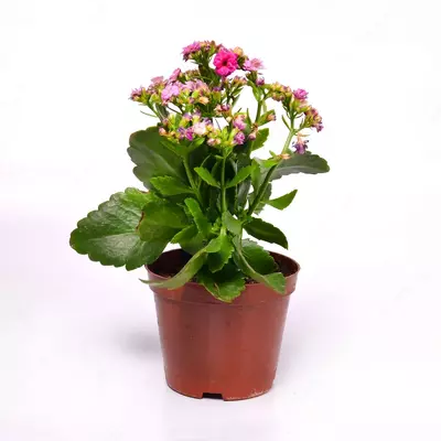 48 000 сум / шт. Каланхое блоссфельдиана поелн цветущий 15-20 см.