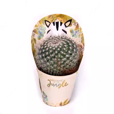 Кактус с крышкой савана.