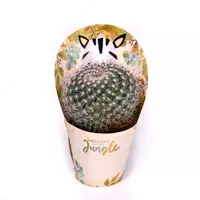 Кактус с крышкой савана.