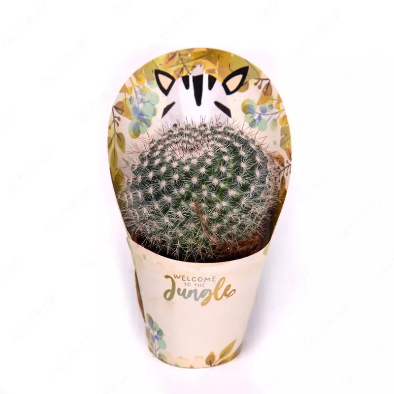 Кактус с крышкой савана.