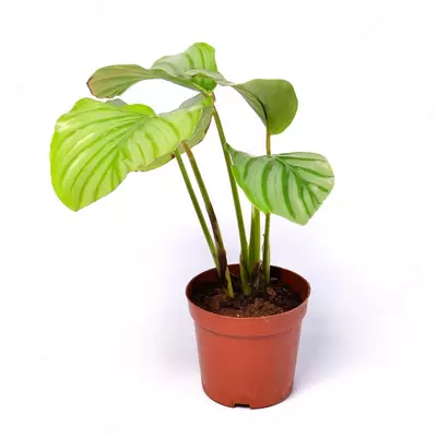 Калатея украшенная (Calathea ornata)