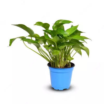 Эпипремнум ауреум 10-15 см.