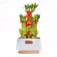 Драцена Сандериана светло синий 40-50 см.