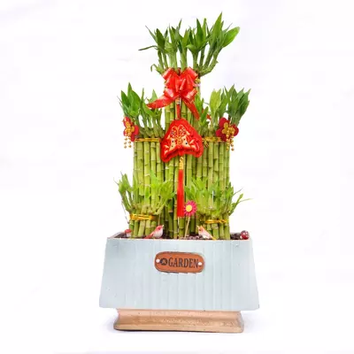 Драцена Сандериана светло синий 40-50 см.