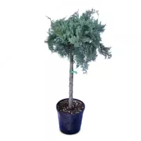 Можжевельник виргинский Grey Owl.