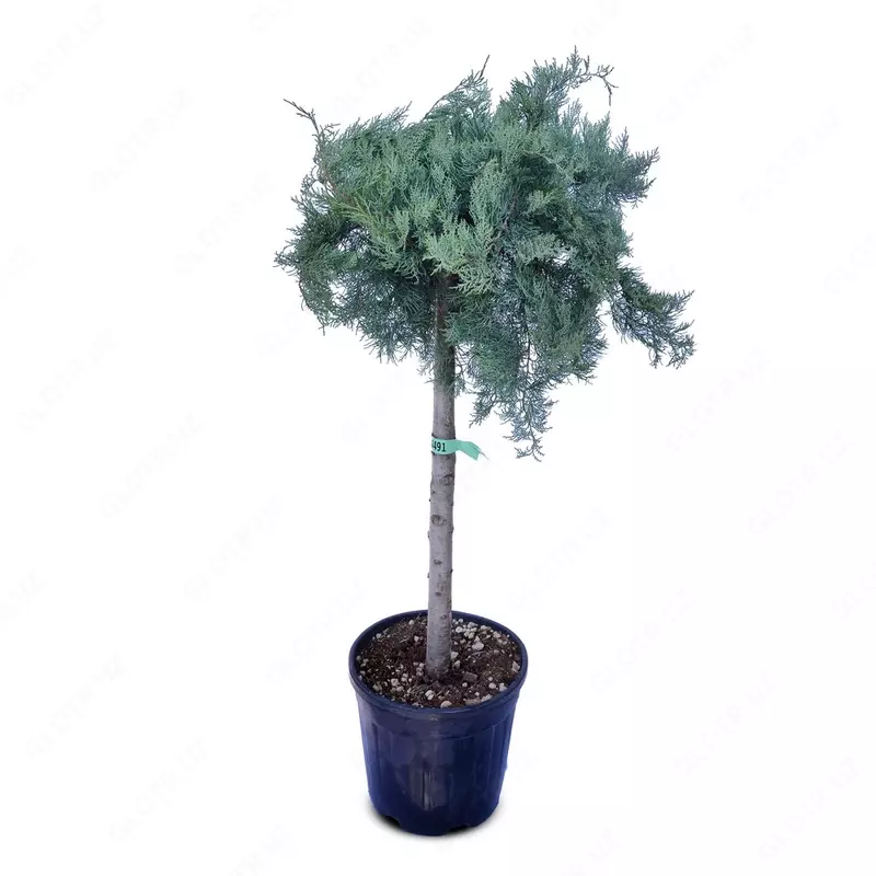 Можжевельник виргинский Grey Owl.