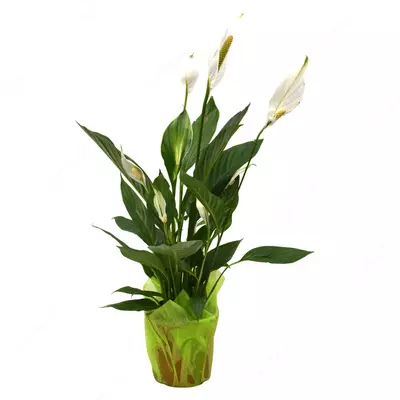 Спатифиллум Бинго Купидо.