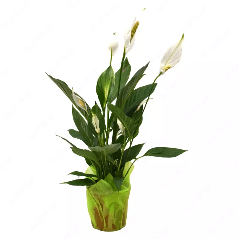 Спатифиллум Бинго Купидо.