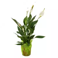 Спатифиллум Бинго Купидо.