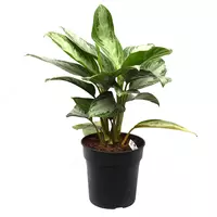 Аглаонема Сильвер Бей 65 см