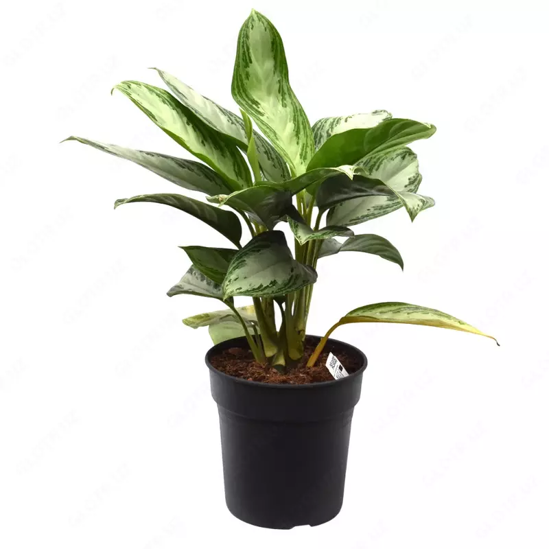 Аглаонема Сильвер Бей 65 см