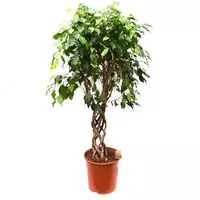 Фикус Бенджамина Экзотика 130 см