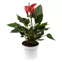 Антуриум Андреанум Джамбо Ред ХЛ 55 см