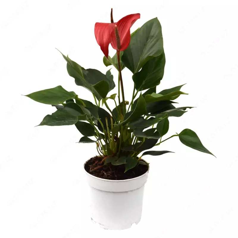 Антуриум Андреанум Джамбо Ред ХЛ 55 см