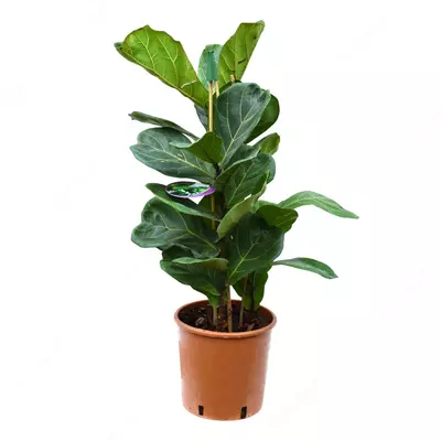 Фикус Лирата 140 см