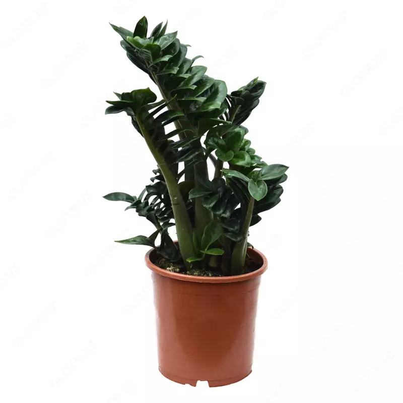 Замиокулькас Замиелистный Зензи 60 см