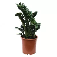 Замиокулькас Замиелистный Зензи 60 см