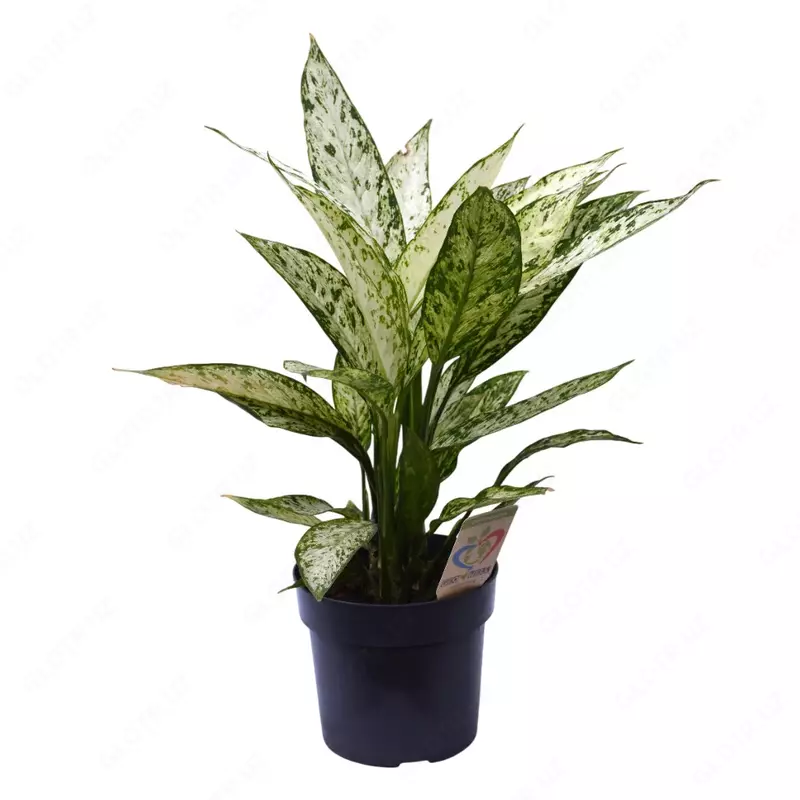 Диффенбахия Везувий 60 см