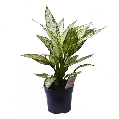 Диффенбахия Везувий 60 см