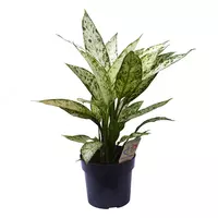 Диффенбахия Везувий 60 см