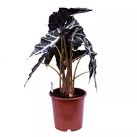 Алоказия Полли 45 см