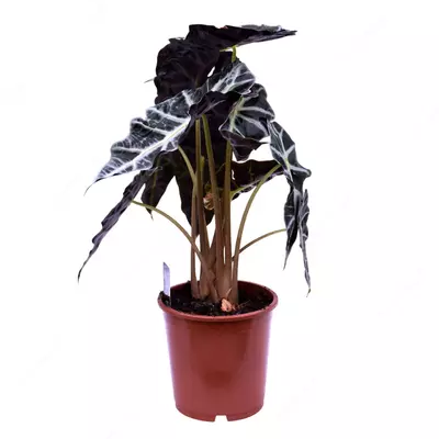 Алоказия Полли 45 см