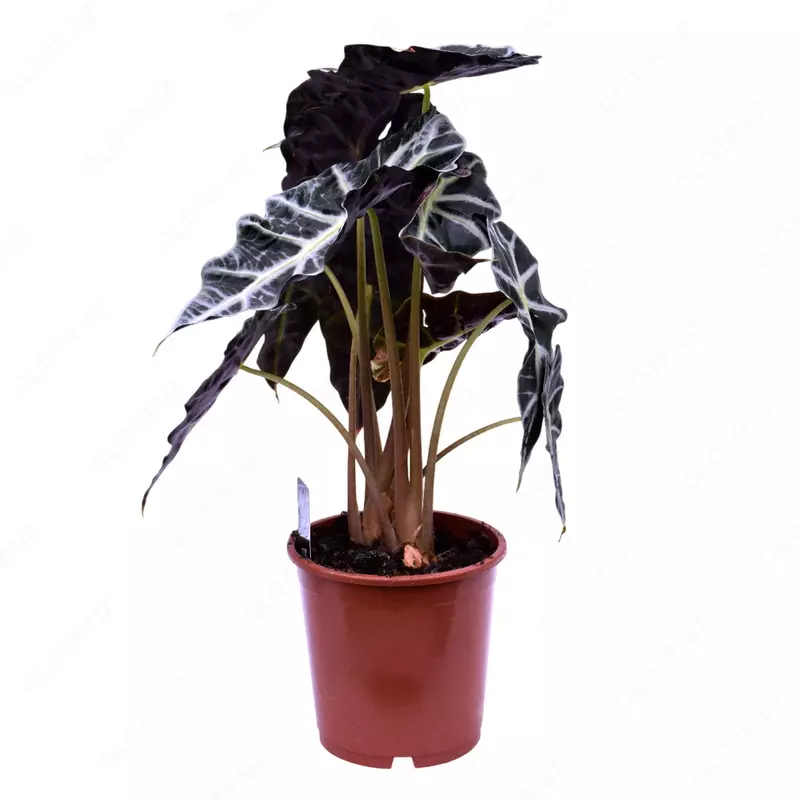 Алоказия Полли 45 см