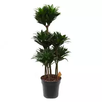 Dracaena 'Dorado Carousel' 130 sm