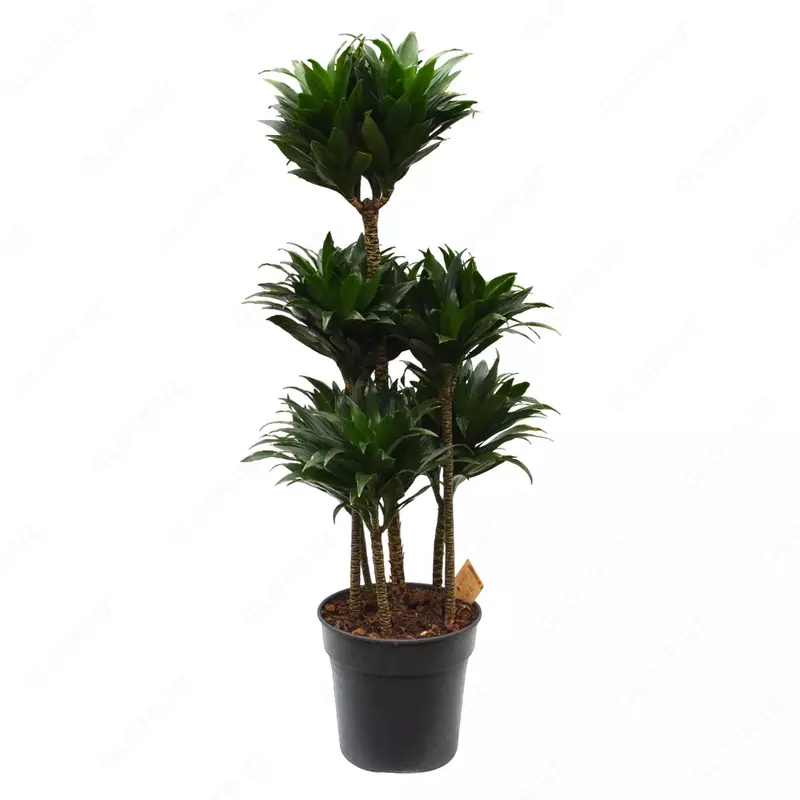 Dracaena 'Dorado Carousel' 130 sm