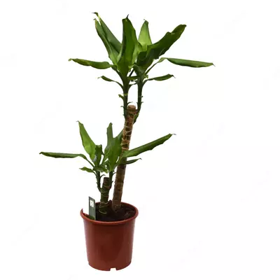 Драцена Фрагранс Даймонд Дрим