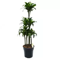 Dracaena fragrans 'Dorado Carousel'