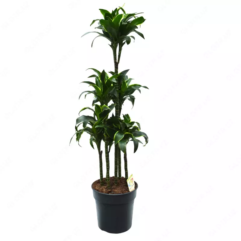 Dracaena fragrans 'Dorado Carousel'