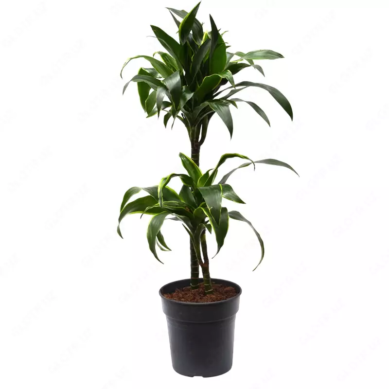 Драцена Комп. Дорадо