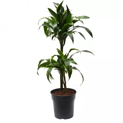 Драцена Комп. Дорадо