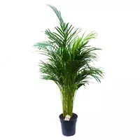 Дипсис Лютесценс