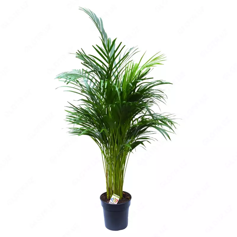 Дипсис Лютесценс